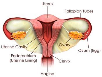 Colposcopy