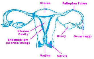 Pap Test